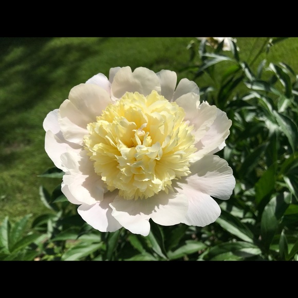 Meet your Posher, Lisa - Picture 1 of 1